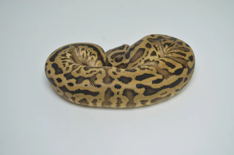 Baby Female Firefly Yellowbelly Ball Python For Sale - Image 3