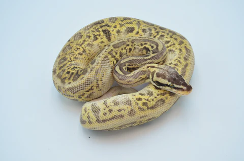 High Expression Scaleless Head Spied Poss Pinstripe Ball Python For Sale - Image 2