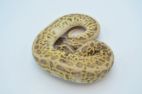 High Expression Scaleless Head Spied Poss Pinstripe Ball Python For Sale - Image 3