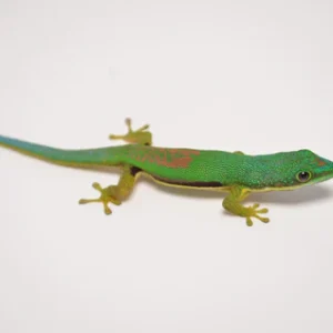 Lined Day Gecko For Sale