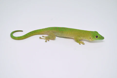 Madagascar Day Gecko For Sale - Image 2