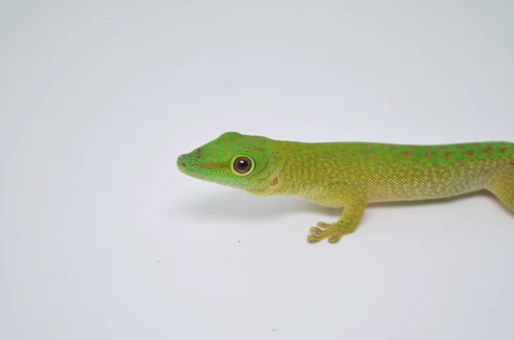 Madagascar Day Gecko For Sale - Image 3