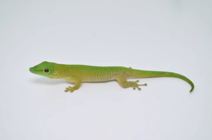 Madagascar Day Gecko For Sale - Image 4