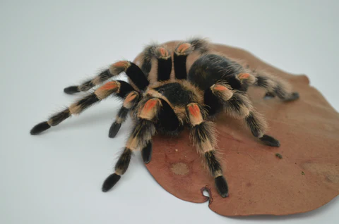 Mexican Red Knee Tarantula For Sale - Image 2