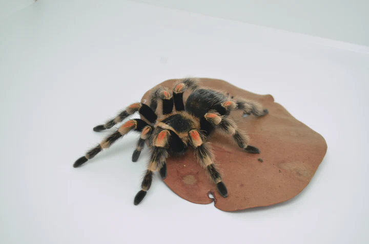 Mexican Red Knee Tarantula For Sale - Image 3