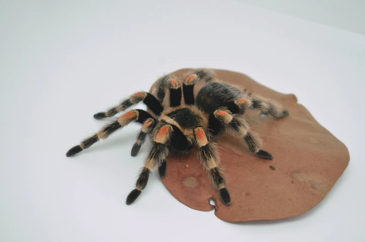 Mexican Red Knee Tarantula For Sale - Image 4