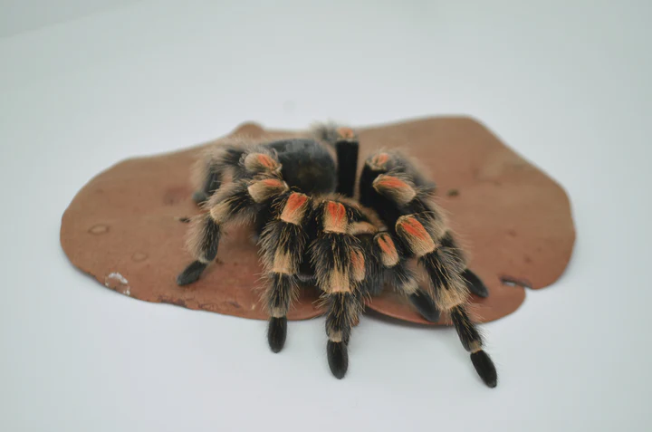 Mexican Red Knee Tarantula For Sale - Image 5