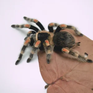 Mexican Red Knee Tarantula For Sale