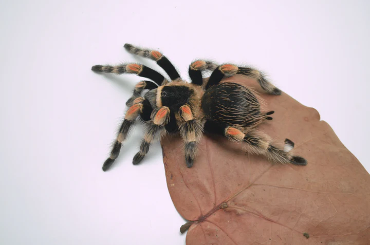 Mexican Red Knee Tarantula For Sale