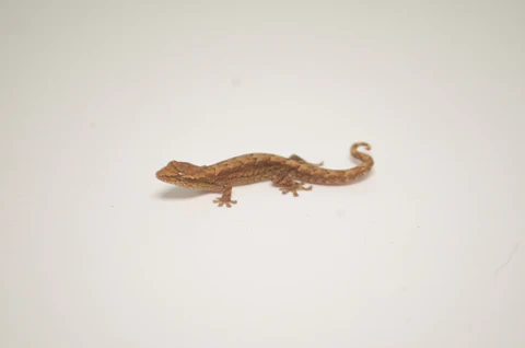 Mourning Gecko For Sale - Image 2