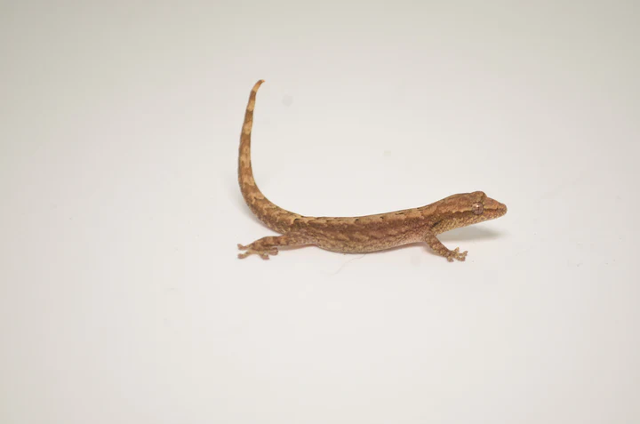 Mourning Gecko For Sale - Image 3