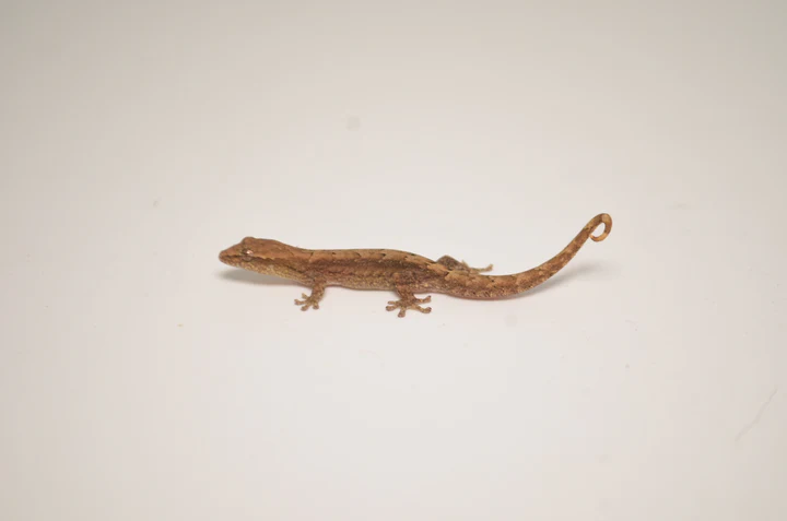 Mourning Gecko For Sale - Image 4