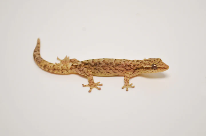 Mourning Gecko For Sale - Image 5