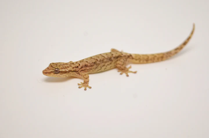 Mourning Gecko For Sale - Image 6
