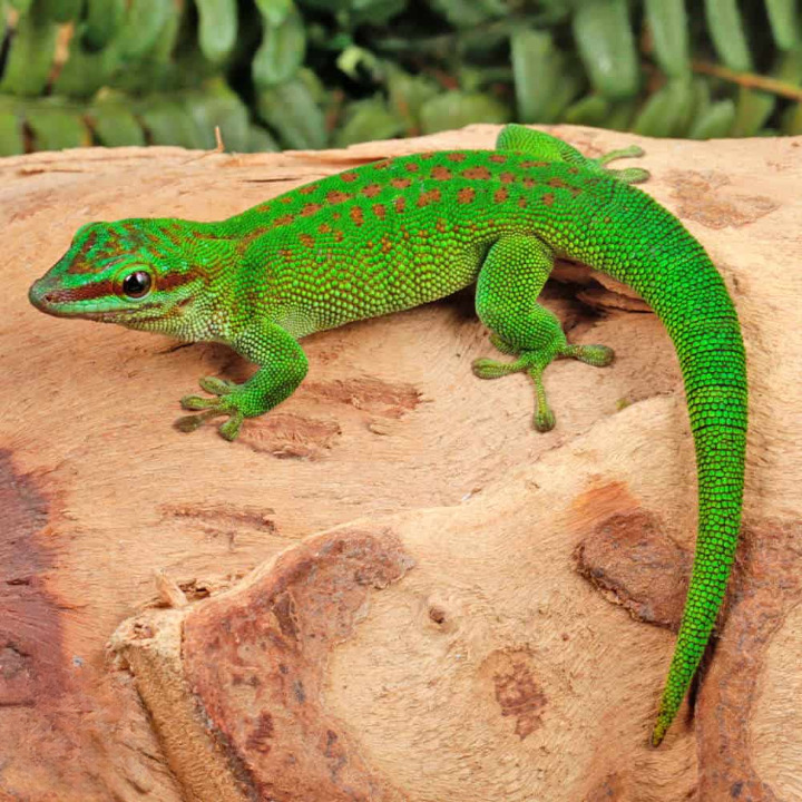 Madagascar Day Gecko For Sale