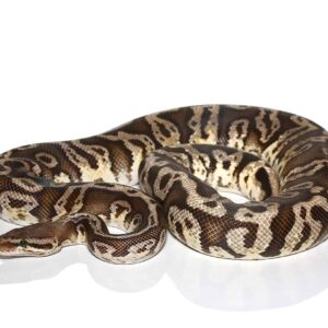 Male Firefly Hidden Gene Woma Ball Python For Sale
