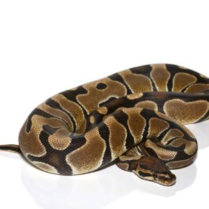 Male Scaleless Head Blade Ball Python For Sale