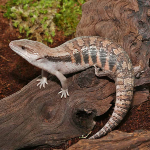 Mocha Northern Blue Tongue Skink For Sale
