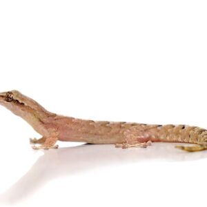 Mourning Gecko For Sale