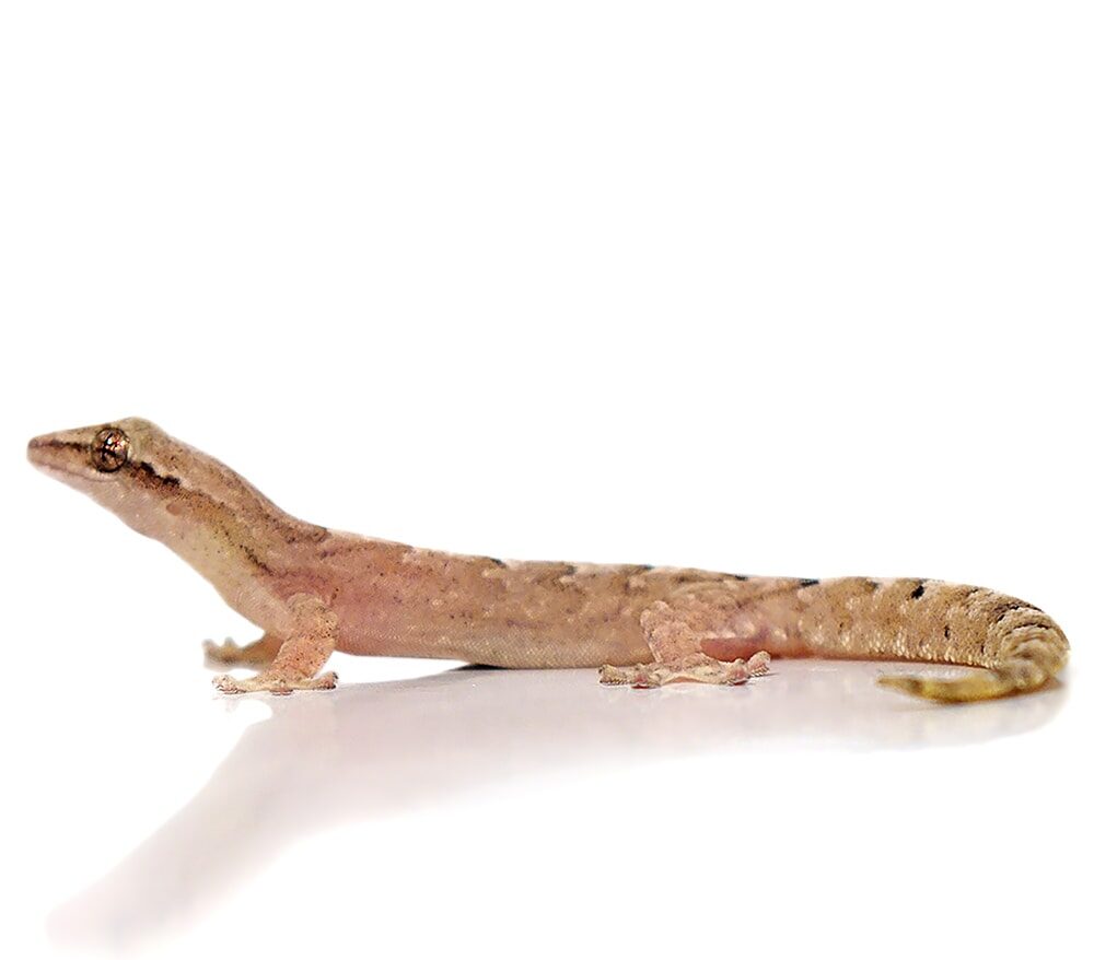 Mourning Gecko For Sale