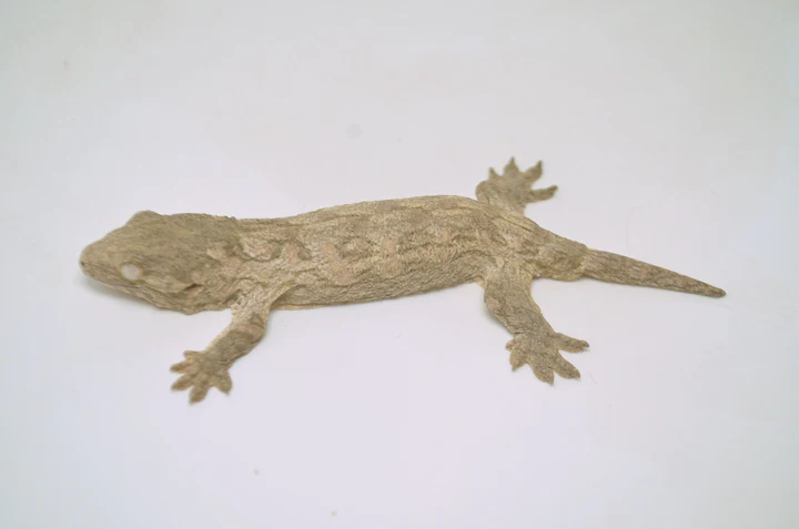 Saint Martin Giant Spotted Gecko For Sale - Image 4