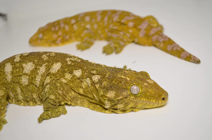 Saint Martin Giant Spotted Gecko For Sale - Image 2