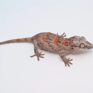 Baby Orange Blotched Gargoyle Gecko For Sale