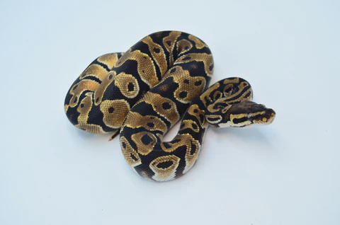 Yearling Female Spider Ball Python For Sale - Image 3