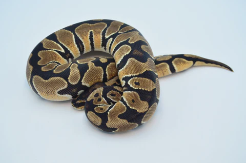 Yearling Female Spider Ball Python For Sale - Image 4