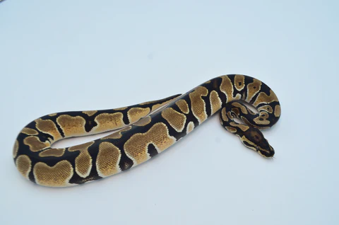 Yearling Female Spider Ball Python For Sale - Image 5