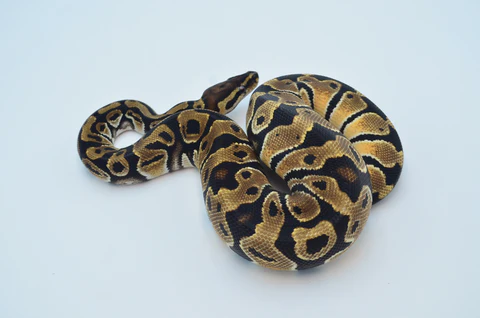 Yearling Female Spider Ball Python For Sale - Image 6