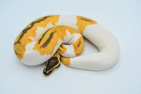 Baby Male Cinnamon Pinstripe Ball Python For Sale - Image 2