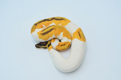 Baby Male Cinnamon Pinstripe Ball Python For Sale - Image 3