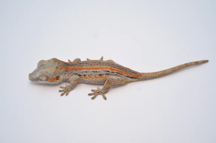 Orange Striped Gargoyle Gecko For Sale - Image 2