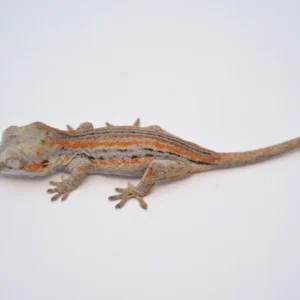 Orange Striped Gargoyle Gecko For Sale