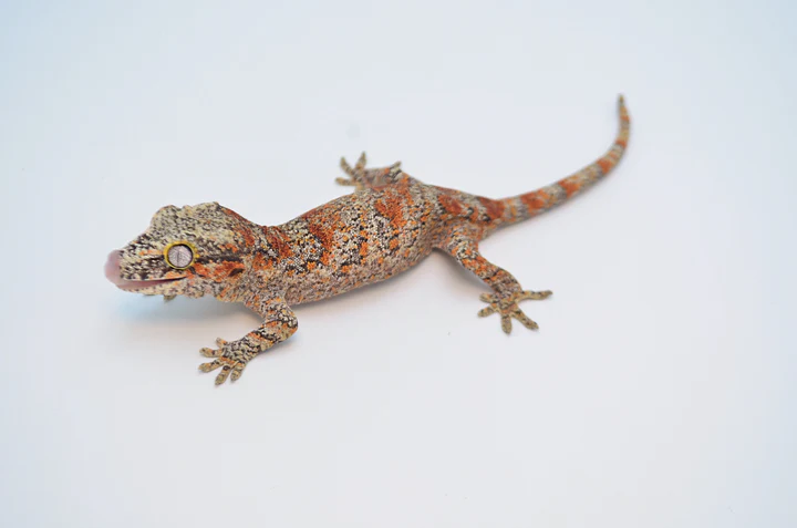 Orange Blotched Gargoyle Gecko For Sale - Image 3
