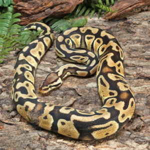 Adult Female Orange Dream Ball Python For Sale