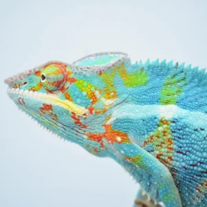 Panther Chameleon For Sale