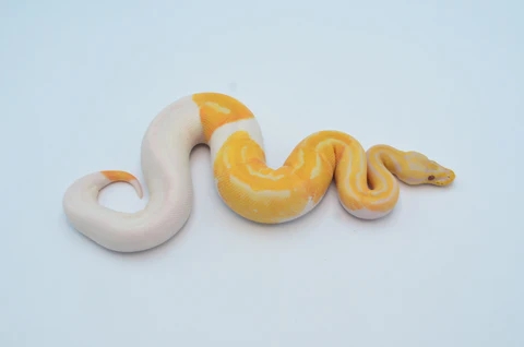 Baby Male Banana Pied Ball Python For Sale - Image 2