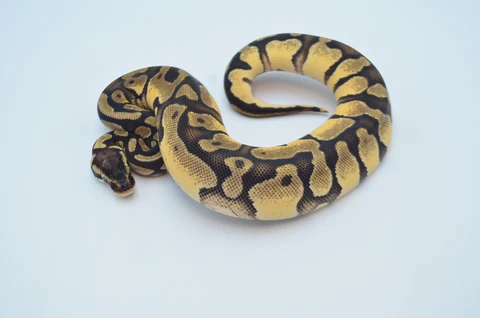 Female Pinstripe Enchi Pied Ball Python For Sale - Image 4