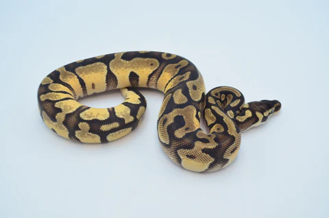Yearling Male Pastel Lesser Leopard Fire Ball Python For Sale - Image 3