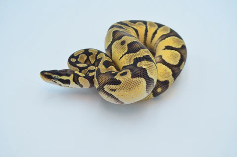 Yearling Male Pastel Lesser Leopard Fire Ball Python For Sale - Image 2