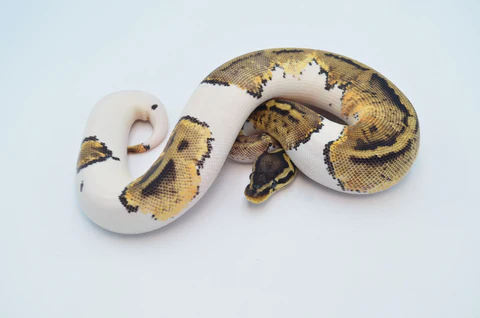 Baby Pastel Yellowbelly Ball Python For Sale - Image 2