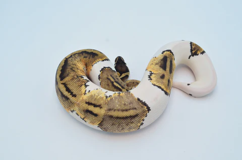 Baby Pastel Yellowbelly Ball Python For Sale - Image 3