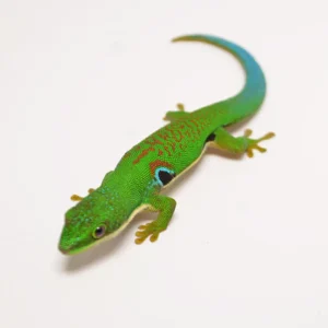 Peacock Day Gecko For Sale