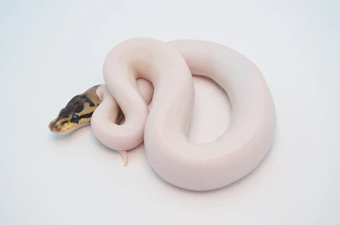 Yearling Orange Dream Pied Ball Python For Sale - Image 2