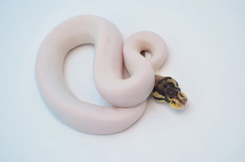 Yearling Orange Dream Pied Ball Python For Sale - Image 3