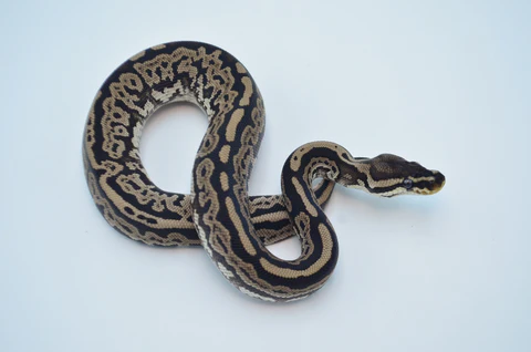 Yearling Female Clown Ball Python For Sale - Image 2