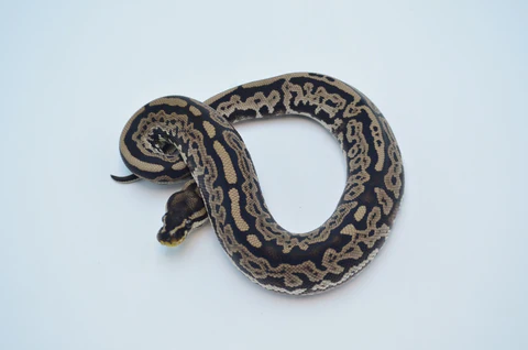 Yearling Female Clown Ball Python For Sale - Image 3