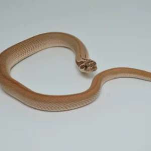Baby Super Anaconda Western Hognose Snake For Sale